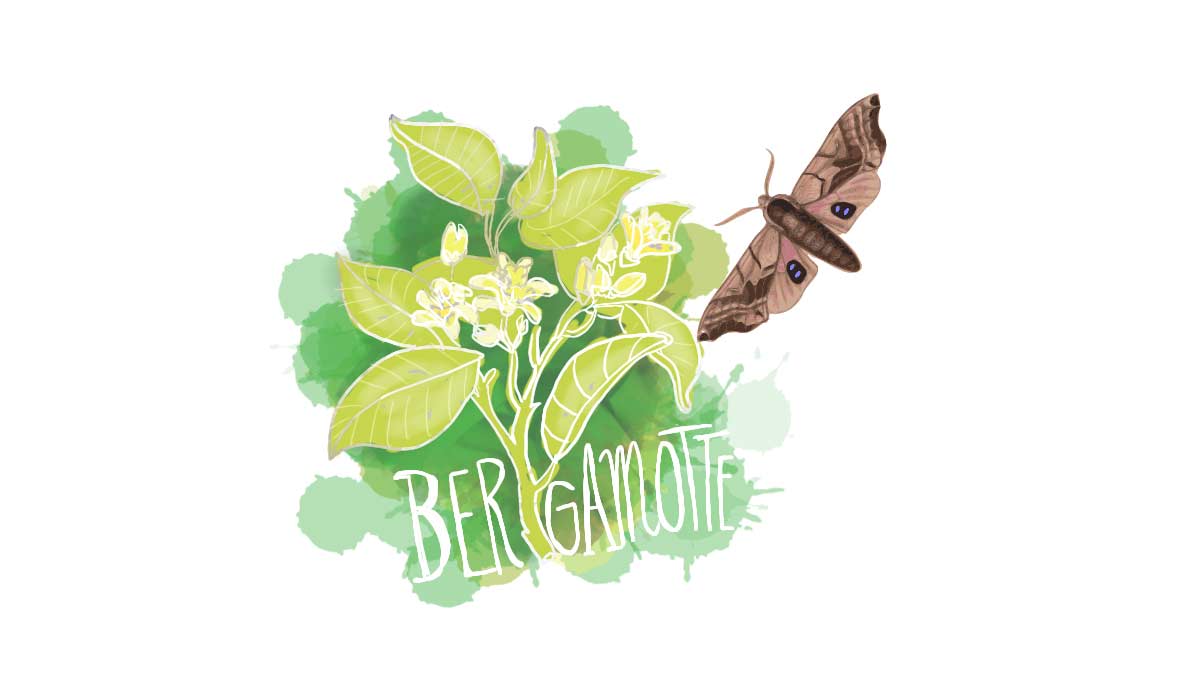 bergamotte-2-illustration-by-auxkvisit