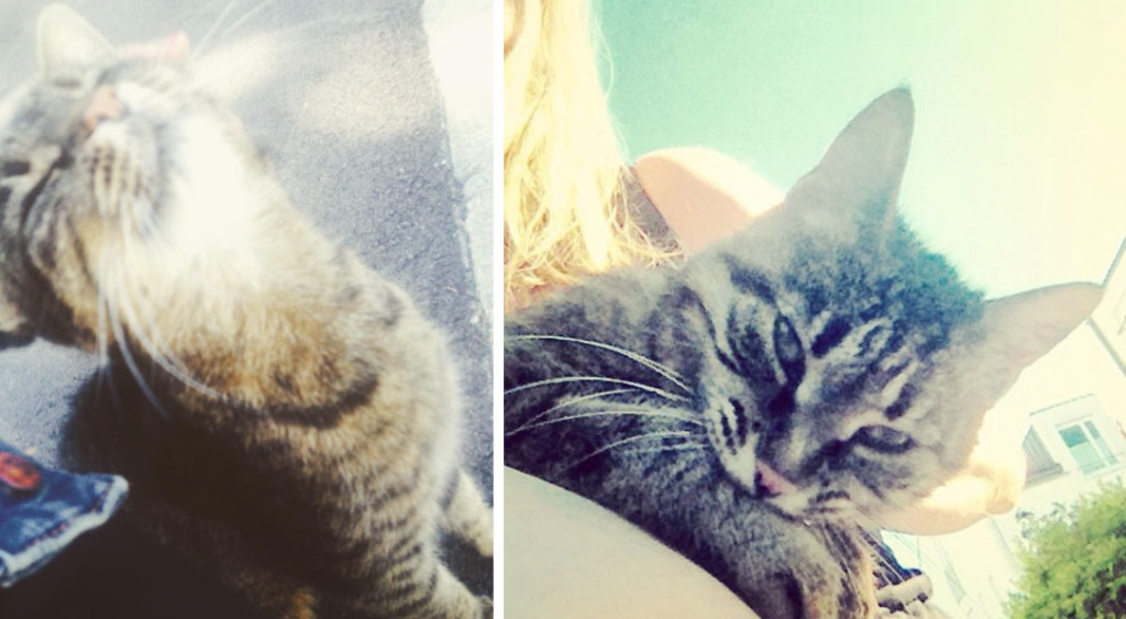 Auxkvisit liebt Katzen und Katzen lieben Auxkvisit. Oder so.