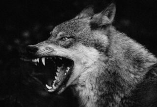 Ist das Ego schlecht? Welche Rolle spielt es innerhalb der Spiele der Erwachsenen, in der Kommunikation? Überlegungen.